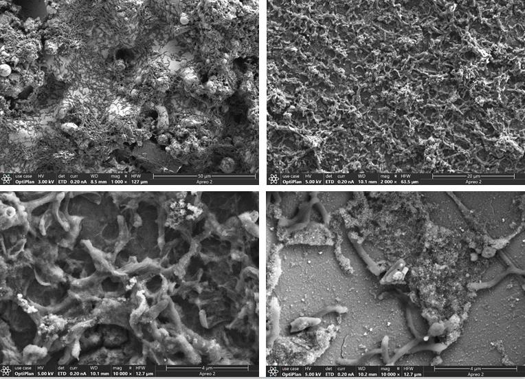 掃描電鏡在微生物腐蝕研究中的應用